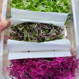 Microgreens Johannesburg