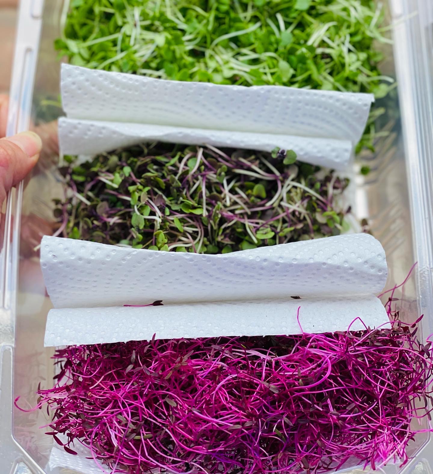 Microgreens Johannesburg