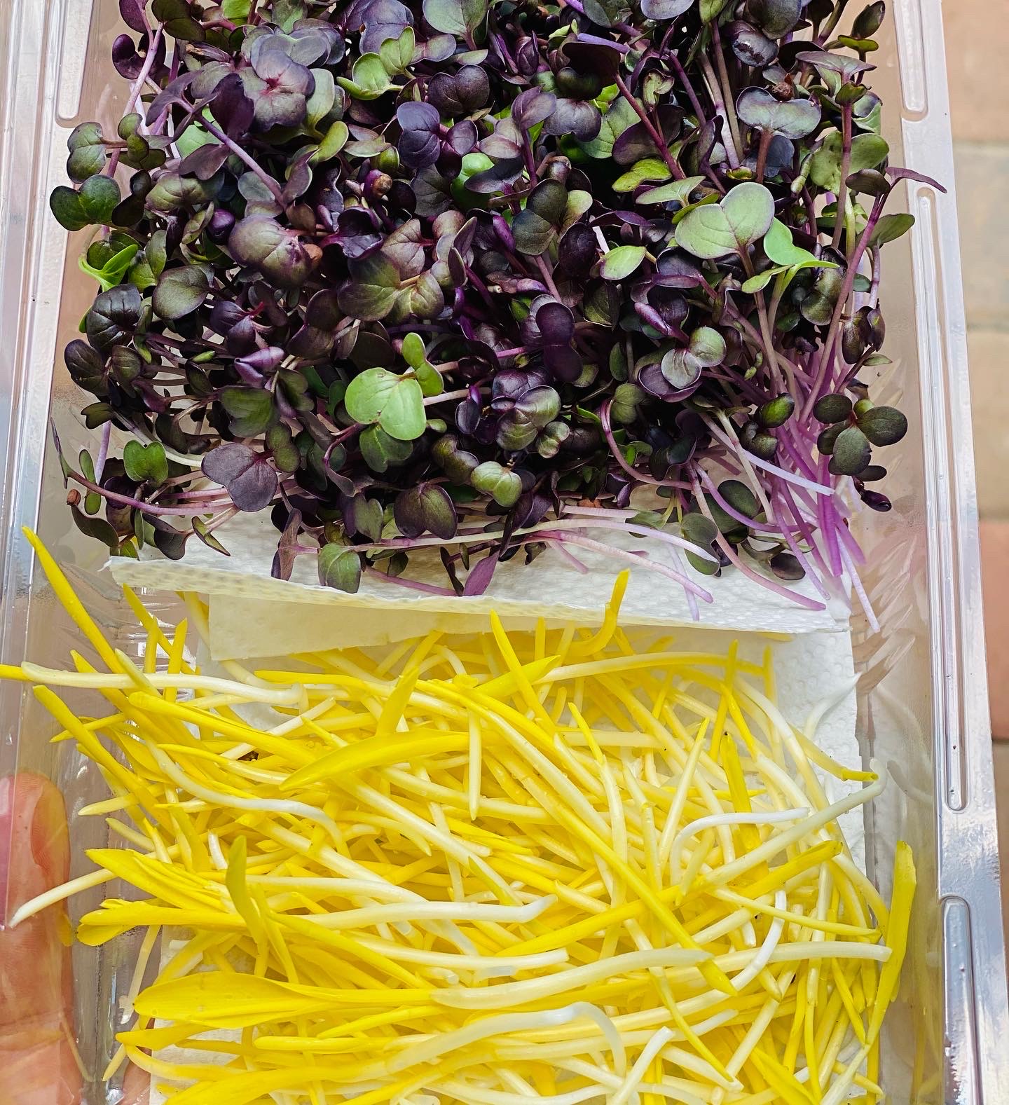 Microgreens Shoots